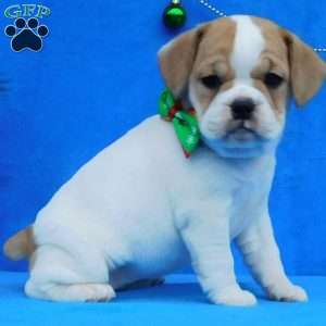 Ginger, Miniature Bulldog Puppy